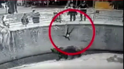 Öz kızını 5 metreden ayının önüne attı