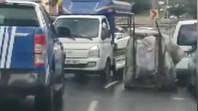 Zabıta kovalayınca geri geri kaçtılar