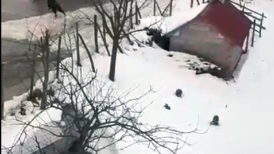 Ne yapacağını şaşırdı! Domuzdan kaçan genç, kendini otomobilin üzerine attı