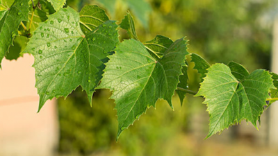 Asma yaprağı bağırsakların temizliğini sağlıyor