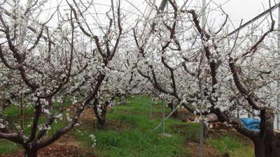 Mersin'de örtü altı erik ağaçları çiçek açtı