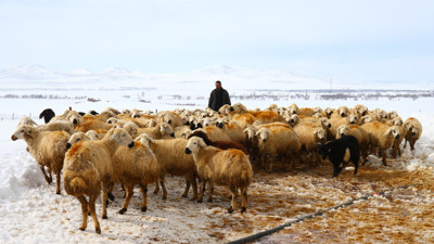 Kar nedeniyle mahsur kalan çoban ve sürüsü kurtarıldı