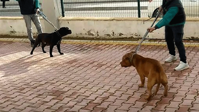 Pitbull cinsi köpekler iddianamede silah sayıldı