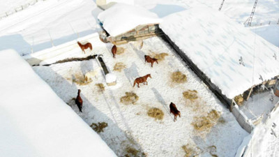 Yarış atlarını karda yetiştiriyorlar