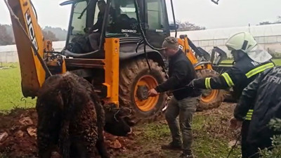 Lağım çukuruna düşen dana kurtarıldı