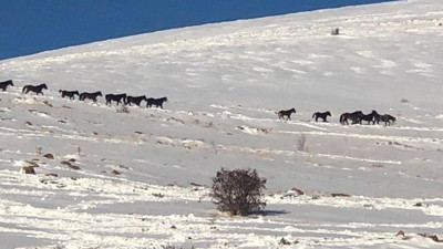 Sivas'taki yılkı atları nefes kesti