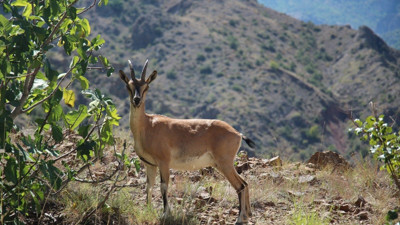 Danıştay, yaban keçisi avlama ihalelerini iptal etti