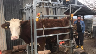 Elazığ’da büyükbaş hayvanlar için seyyar pedikür aracı