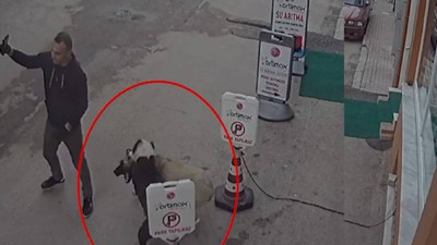 Pitbullunu sokak köpeğine saldırttı