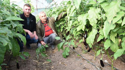 Kabaktan sonra patlıcan da rütbe aldı