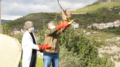 Tedavi edilen Şahin doğaya salındı
