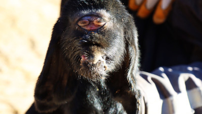 Görenler gözlerine inanamadı! Gözleri alnının ortasında doğdu
