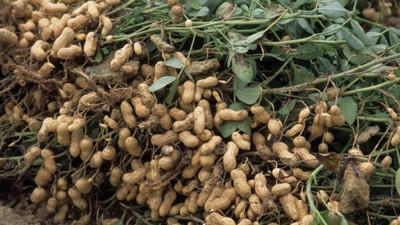 Bakın hangi hastalığa iyi geliyor