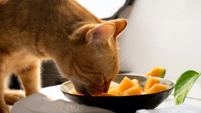 Kedilerinin sağlıklı yaşamasını isteyenler dikkat! Sevimli dostunuza bu 12 yiyeceği verebilirsiniz
