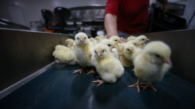 Fransa'da erkek civcivlerin itlaf edilmesi yasaklandı