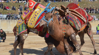 Deve güreşi festivalinde renkli görüntüler