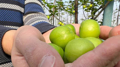 Erik hasadı başladı ama kimse tadına bile bakamayacak! Sadece papazlar yiyebilecek