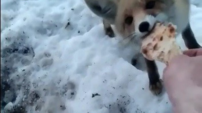 Aç kalan tilkiyi elleriyle besledi (08 Şubat 2022)