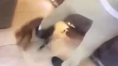 Premier Lig'in yıldız futbolcusu evindeki kediye işkence etti! Skandal görüntülere büyük tepki yağıyor