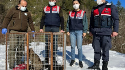 Katil kedi doğaya bırakıldı