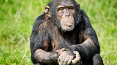 Şempanzelerden açık yara için ilginç tedavi yöntemi