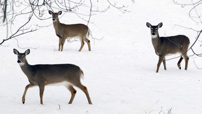 Geyiklerde omicron varyantına rastlandı