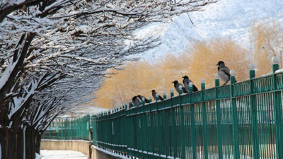 Kargalar istila etti. Koca ilçe uykuya hasret kaldı