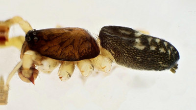 Kahramanmaraş'ta yeni örümcek cinsi keşfedildi! Turkocranum ismi verildi…