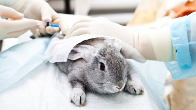 Hayvan deneylerini yasaklayan ilk ülke olacak