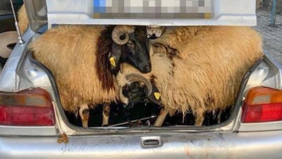 Koyun hırsızı jandarmadan kaçamadı