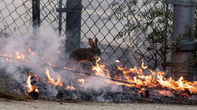 Bahçelievler'de bir depoda yangın çıktı: Tavşanlar mahsur kaldı