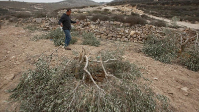 Yahudi yerleşimciler Filistinlilerin zeytin ağaçlarını söktü