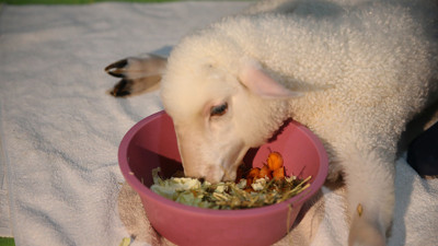 Sakat doğan kuzuya 11 aydır evde 'bebek gibi' bakıyorlar