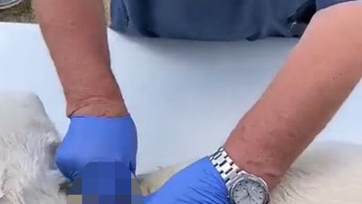 Vicdanınız kurusun. Anestezisiz kısırlaştırma yapılan köpeğin çığlıkları yeri göğü inletti