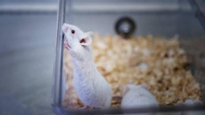 İsviçre'de hayvanların denek olarak kullanılmasına onay