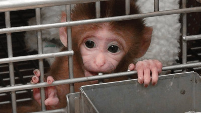 Elon Musk'ın tarafından yürütülen 'beyine çip takma' projesinde 23 maymundan 15'i öldü