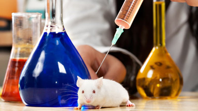 Şaşkınlık yaratan istatistik: İsviçre'de halkın %80'i hayvan deneylerini destekliyor