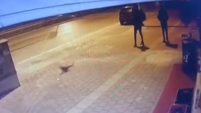 Vicdansız gençler kediyle şut çekti
