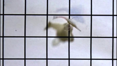 İnsan kalbi hücreleriyle hareket eden robot balık geliştirildi