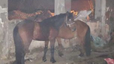 Gözü para hırsı bürümüş eşek ve katır kasaplarına baskın