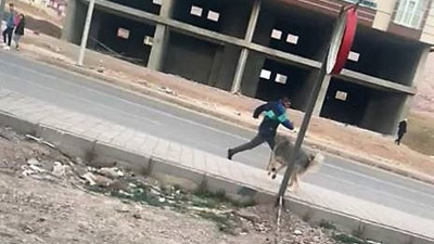 Mardin’de sokak köpeklerinin saldırında 7 kişi yaralandı