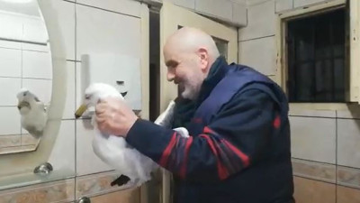 Mahsur kalan martıyı vatandaşlar kurtardı