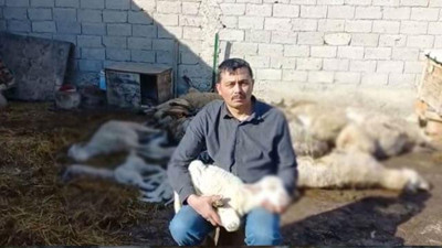 117 koyunu çırpına çırpına can veren çiftçi çaresizlik içerisinde ağladı