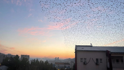 Gökyüzünde masalsı görüntüler; Sığırcıkların dansı kamerada