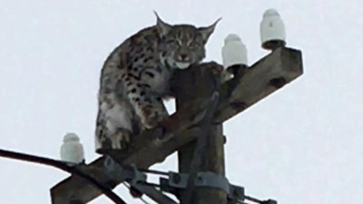 Direğe tırmanan vahşi vaşağı “gel pisi pisi” diye çağırdılar