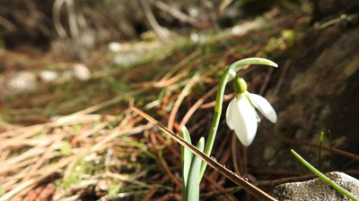 Bu çiçeği koparmanın cezasına okkalı zam