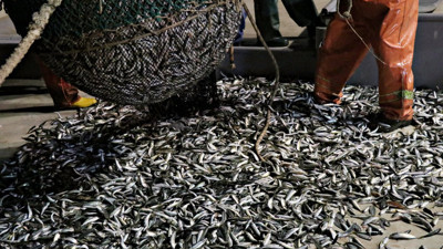 Hamsi gitti istavrit akını başladı