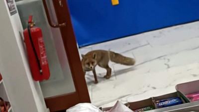 Aç kalan tilki marketi bastı! Türkiye'de bu da oldu!