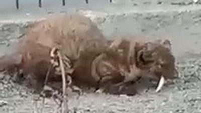 Karabük'te yol kenarında görüldü anında gözden kayboldu