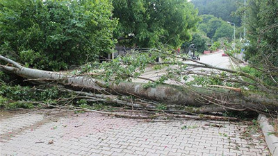 Üzerine ağaç devrilen orman işçisi yaşamını yitirdi